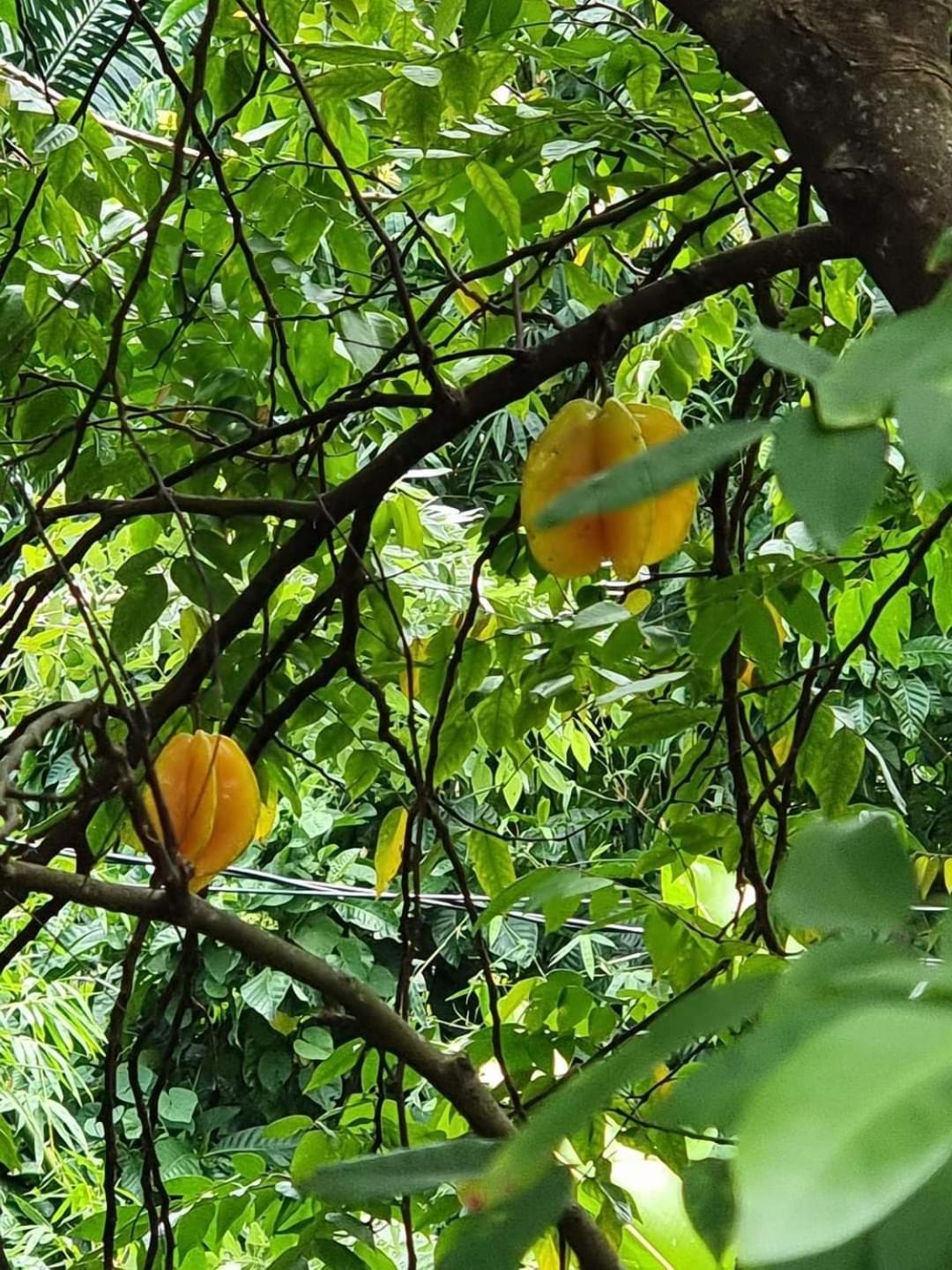 Hibiscus Valley Inn Marigot Ngoại thất bức ảnh